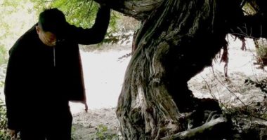 جينيس توثق أقدم شجرة عنب حية فى العالم بعمر 416 عاما فى التبت