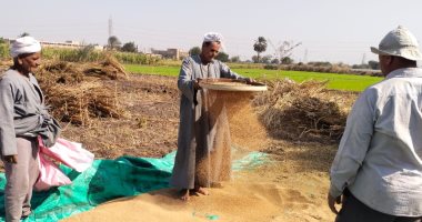 تعقيب السمسم وتنقيته من الشوائب