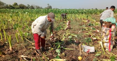 فرحة فى غيطان الشرقية بموسم حصاد القلقاس.. صور