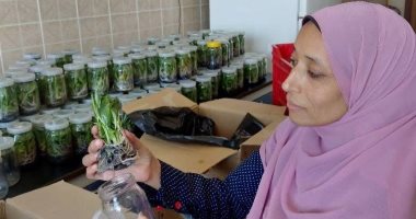 محطة تدريبية وتعليمية للطلاب.. معمل زراعة الأنسجة النباتية بزراعة طنطا يهدف لإنتاج شتلات جديدة.. إنتاج أول دفعة من شتلات الموز المنتجة بتقنية زراعة الأنسجة.. وتدريب الطلاب على أقلمة النباتات على المناخ.. صور