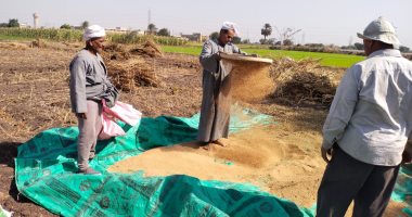 رحلة حصاد المحصول الذهبي.. السمسم يزين حقول القليوبية