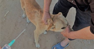 مديرية الطب البيطرى بمطروح تنفذ حملة لتحصين الكلاب الضالة ضد مرض السعار.. صور