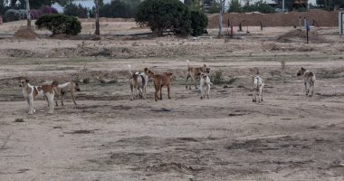 فزع إسرائيلى من الكلاب الضالة.. وصحيفة عبرية: وحشية الحرب تضاعف شراستها