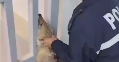 ذئب يقتحم مبنى دائرة المياه فى مدينة الفلوجة العراقية.. فيديو