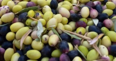 بشائر حصاد الثمرة المباركة فى مطروح وسيوة.. بدء موسم جنى الزيتون واستخلاص أجود الزيوت.. المحافظة تضم أكثر من 125 نوع زيتون لإنتاج الزيت والتخليل.. و«الشملالى» الأفضل.. والواحة تنافس محليا ودوليا فى الجودة..صور
