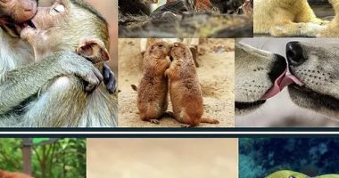 الأسبقية للحيوانات.. دراسة إسبانية تكشف تاريخ أول قبلة قبل 21 مليون سنة