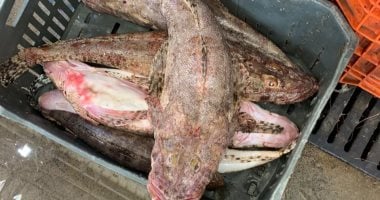 كنز بحري زاخر بالأنواع النادرة من الأسماك.. "أبو قرن" و"الرقاد" تتصدران بأشكال غريبة وملفتة فى حلقة سمك الغردقة.. الأولى بها قرن فى مقدمة الرأس والثانية تشبه تمساح النيل ولهما قيمة غذائية مرتفعة.. صور