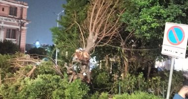 محافظة الإسكندرية تزيل خطورة شجرة أمام كوبرى الجامعة بحى وسط