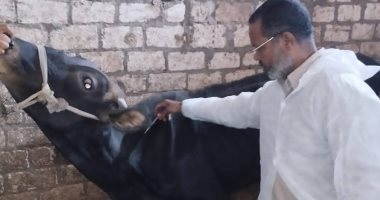 بيطرى سوهاج تحصين 6037 رأس ماشية فى يوم واحد بسوهاج