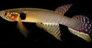 انقرض قبل 20 عامًا.. ظهور مفاجئ لنوع من الأسماك فى بوليفيا