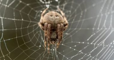 مئات الآلاف من العناكب تحكم كهفا ساما.. اكتشاف أكبر شبكة عنكبوت فى العالم