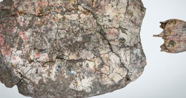 شاكيرا اكتشاف مذهل بعالم الحفريات.. سلحفاة عمرها 13 مليون سنة تكشف سرا جديدا