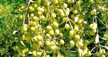 موسم الزيتون فى مطروح وسيوة.. قطف كميات كبيرة من الثمار وارتفاع أسعار التوريد للمعاصر والتجار.. أكثر من 100 صنف من زيتون التخليل وإنتاج الزيت.. والأصناف ذات الإنتاجية العالية من الزيت الأعلى سعراً.. صور