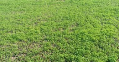 «الذهب الأخضر» يزدهر فى الشرقية.. سعر طن الكتان يتخطى 120 ألف جنيه.. الزراعة: إجمالى المستهدف زراعته هذا العام 4600 فدان بزيادة قدرها 400 فدان عن العام الماضى.. وصناعة المنسوجات والزيت الحار أبرز استخداماته