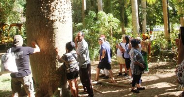 أسرار شجرة مهرش الفيل.. أعجوبة خضراء داخل جزيرة نيلية فى قلب أسوان