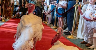 ترامب يصدر عفواً عن زوج من الديك الرومى بمناسبة عيد الشكر