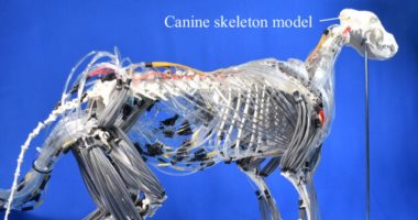 باحثون يطورون نموذج روبوت مستوحى من حركة الكلاب لتعزيز مرونة المشى