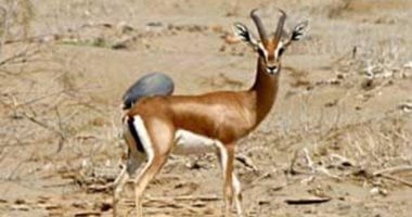 رحلة في عالم محمية جبل علبة جنوب البحر الأحمر.. موطن الوعل النوبي والغزال الجبلي والثعلب الأحمر والعقاب النسري والصقر الحر.. أندر كائنات حافظت على وجودها في واحدة من أعظم المحميات الطبيعية بمصر والشرق الأوسط