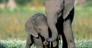 الأفيال أكثر الحيوانات رومانسية وحنية.. تملك عاطفة استثنائية كالبشر 