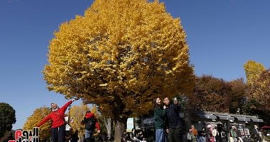 الخريف يكسو اليابان بألوانه.. غصون الأشجار ترسم أجمل لوحات الطبيعة