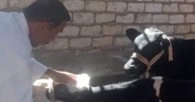 تحصين 112 ألف رأس ماشية ونشر 1.574 فرقة بيطرية بأسيوط