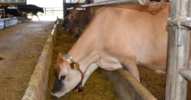 استنفار طبى فى أوروبا بسبب فيروس اللسان الأزرق.. اعرف أعراضه