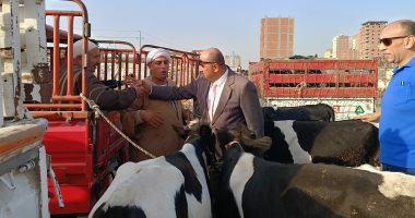 بيطري كفر الشيخ: تحصين 248 ألف رأس ماشية ضد الحمى القلاعية والوادي المتصدع