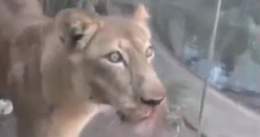 لبؤة تقتل رجلاً اقتحم حظيرتها فى البرازيل.. فيديو