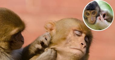 دراسة: قرود المكاك تستطيع النقر على إيقاع موسيقى ثابت