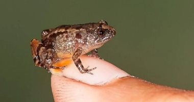 أصغر من حبة الأرز.. ضفدع يحير العلماء ويُصنف أصغر فقارى فى العالم