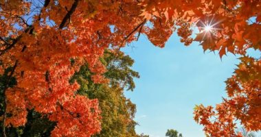 ألوان بديعة ولوحات من صنع الطبيعة.. الخريف يزين حدائق الصين