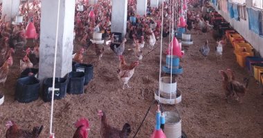 مبادرة للطب البيطري بالقليوبية لحماية مزارع الدواجن من أمراض الشتاء