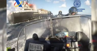 أبقار الكوكايين.. كيف تستخدم الماشية لتهريب المخدرات لأوروبا؟.. اعرف السر