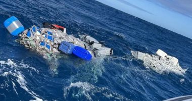 أبقار الكوكايين.. كيف تستخدم الماشية لتهريب المخدرات إلى أوروبا؟.. تليجراف: الفضلات كلمة السر.. العصابات تعتمد على نفور الشرطة والكلاب البوليسية من رائحة الروث الكريهة.. وتؤكد: ضبط سفينة واحدة خلال 18 سنة