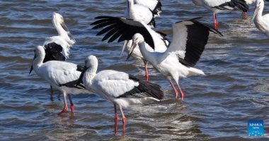 الطيور المهاجرة تزين بحيرات الصين