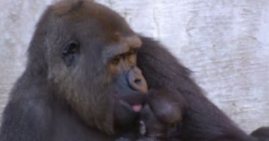 ولادة غوريلا معرضة للانقراض تبهر زوار حديقة حيوانات فى إسبانيا