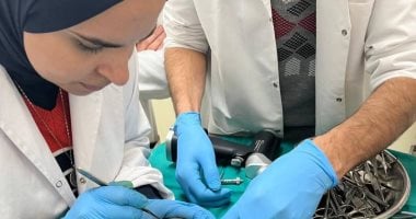 جراحة ناجحة لتثبيت كسر بعظم فخذ قط بمديرية الطب البيطري بالغربية