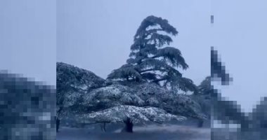 أمطار غزيرة وثلوج فى الجزائر والأرصاد تصدر تحذيرا باللون الأصفر.. فيديو