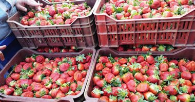 "الذهب الأحمر نور الغيطان".. بشائر حصاد محصول الفراولة تزين محافظات مصر