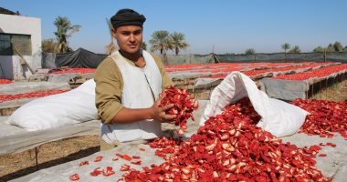 الأقصر على موعد مع موسم جديد للطماطم المجففة كنز الخير لمصر والمزارعين بالظهير الصحراوى.. قلب الصعيد يتحول لمملكة خير بمزارع ومناشر ومجمعات لتجفيف الطماطم والمحاصيل الزراعية لتصديرها لدول العالم بالعملة الصعبة