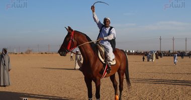 المرماح يشعل وديان بنبان.. أسوان تحتضن مهرجان الفروسية الشعبية 