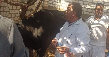 تحصين 215 ألف رأس ماشية ضد الحمى القلاعية والوادي المتصدع فى المنيا