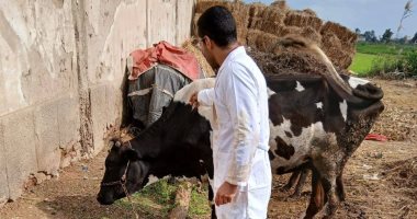 تحصين 251 ألفا و992 رأس ماشية ضد الحمى القلاعية والوادي المتصدع بكفر الشيخ