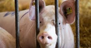 تفشي حمى الخنازير في إسبانيا قد يكون ناتجا عن تسرب من مختبر