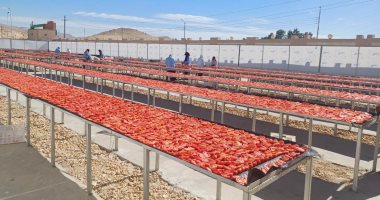 موسم الطماطم المجففة يزدهر في الأقصر.. كنز اقتصادي ينعش المزارعين