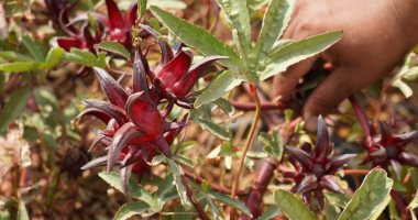 انطلاق موسم حصاد الكركديه الأسوانى فى أسوان.. فيديو