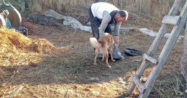 الحرص على تحصين الكلاب بالقرى