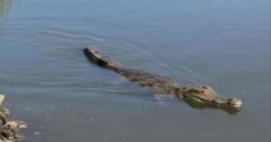 ظهور تمساح بقرية الزوامل