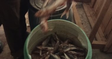 ضبط 1.6 طن لحوم وأسماك فى حملات مكثفة للرقابة على الأغذية بالدقهلية