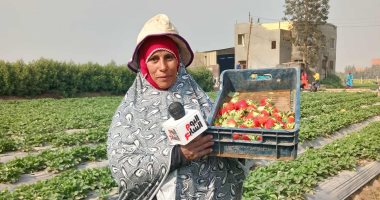 انطلاق جنى أميرة الفاكهة.. الأيادى الناعمة تجمع الفراولة فى مزارع الشرقية